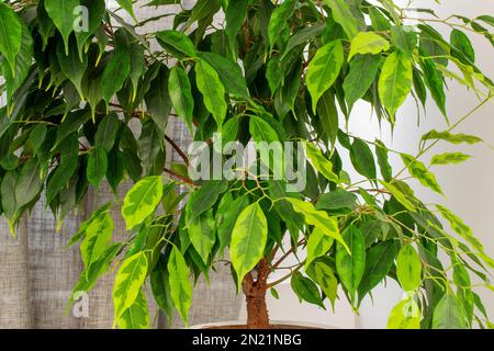 Eine Hauspflanze von Ficus Benjamin, Nahaufnahme. Stockfoto