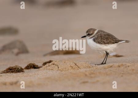 Nahaufnahme eines Schneeflochvogel hoch oben an einem Sandstrand Stockfoto