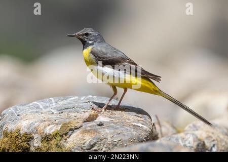 Greay Wagtail (Motacilla cinerea), Seitenansicht eines erwachsenen Mannes in der Nachzucht, Kampanien, Italien Stockfoto