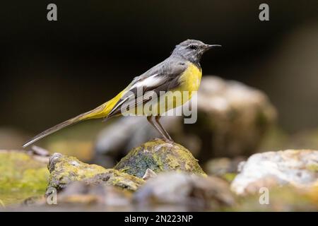 Greay Wagtail (Motacilla cinerea), Seitenansicht eines erwachsenen Mannes in der Nachzucht, Kampanien, Italien Stockfoto