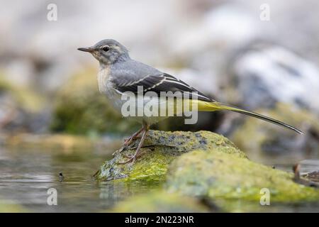 Greay Wagtail (Motacilla cinerea), Seitenansicht eines Jugendlichen, der auf einem Stein steht, Kampanien, Italien Stockfoto