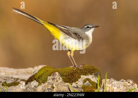 Greay Wagtail (Motacilla cinerea), Seitenansicht eines Erwachsenen im Wintergefieder, Kampanien, Italien Stockfoto