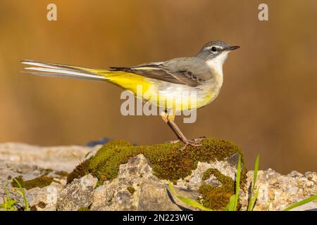 Greay Wagtail (Motacilla cinerea), Seitenansicht eines Erwachsenen im Wintergefieder, Kampanien, Italien Stockfoto