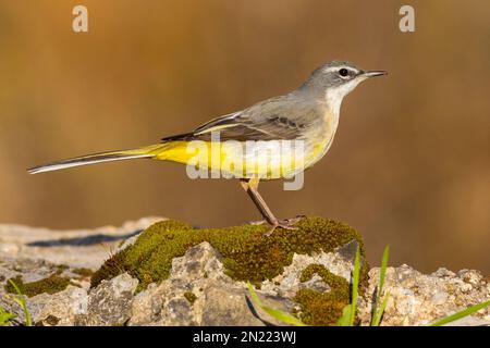 Greay Wagtail (Motacilla cinerea), Seitenansicht eines Erwachsenen im Wintergefieder, Kampanien, Italien Stockfoto