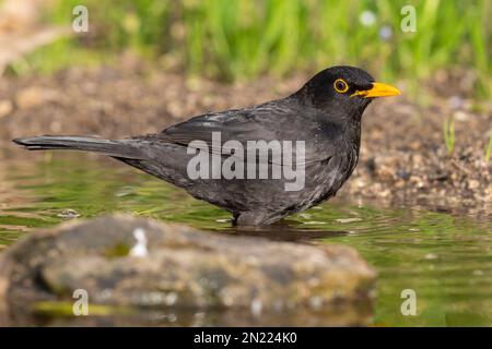 Schwarzvogel (Turdus merula), Seitenansicht eines erwachsenen Mannes, der ein Bad nimmt, Kampanien, Italien Stockfoto