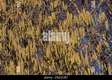 Haselnüsse in vollem Umfang im Winter. Männliche und weibliche Katzen sind auf demselben Baum und sehen aus wie Lammschwänze. Stockfoto