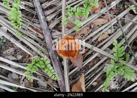 Draufsicht eines großen trichterförmigen orangefarbenen Pilzes mit einer geringen Menge Regenwasser Stockfoto