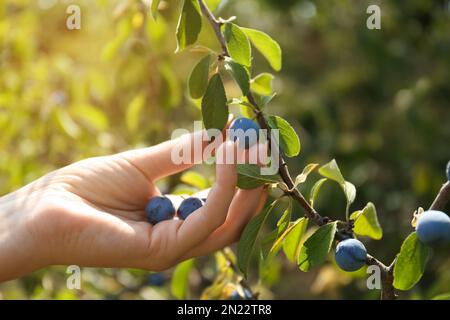Eine Frau pflückt Schlehen-Beeren aus dem Busch draußen, schließt Stockfoto