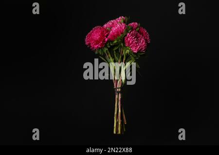 Ein Strauß wunderschöner rosa Aster auf schwarzem Hintergrund. Herbstblumen Stockfoto