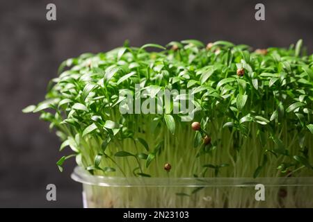 Frische organische Mikrogrün auf grauem Hintergrund, Nahaufnahme Stockfoto