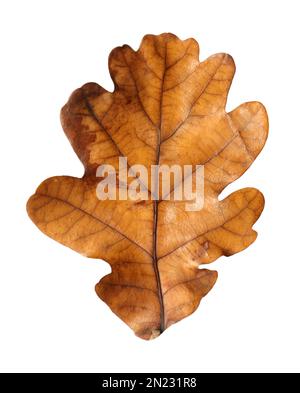 Wunderschönes, auf Weiß isoliertes Blatt. Herbstsaison Stockfoto