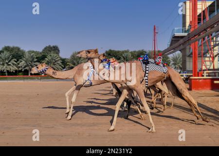 Kamelrennen Stockfoto