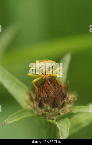 Detaillierte Nahaufnahme eines bunten erwachsenen Gorse-Schildwanzers, Piezodorus lituratus, der auf Vegetation sitzt Stockfoto