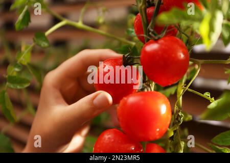 Eine Frau pflückt reife Tomaten aus dem Busch, in der Nähe des Fensters, im Haus, Nahaufnahme Stockfoto