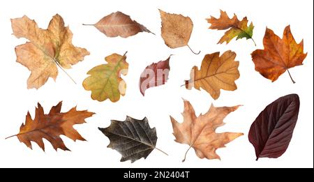 Verschiedene Herbstblätter auf weißem Hintergrund Stockfoto