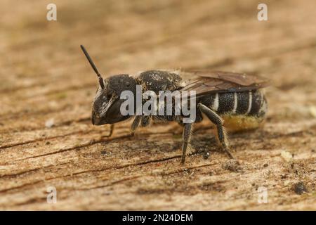 Detaillierte Nahaufnahme einer weiblichen kleinen Harzbiene, Heriades crenulatus in Gard, Frankreich Stockfoto