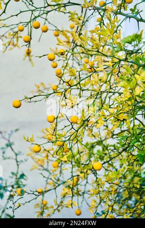 Zitrusbaum mit Orangenfrüchten. Tangerinen wachsen auf einem Baum. Trifoliat Orange Stockfoto