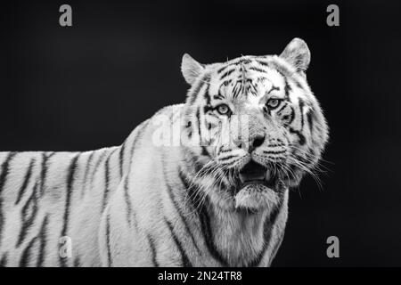 Weißer Tiger mit schwarzen Streifen brüllt. Graustufenporträt mit dunkel unscharfem Hintergrund. Wilde Tiere, große Katze Stockfoto