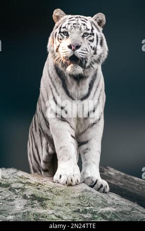 Weißer Tiger mit schwarzen Streifen, der auf einem Felsen in einem kräftigen Porträt sitzt. Nahaufnahme mit dunkel verschwommenem Hintergrund. Wilde Tiere im Zoo, große Katze Stockfoto