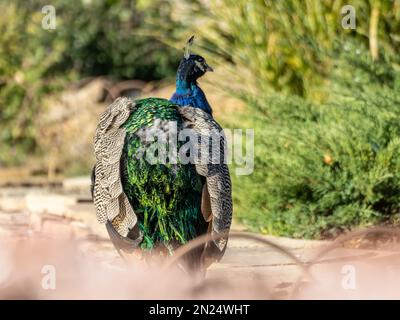 Blaues Erbbschaf, indisches Erbschaf (Pavo cristatus) mit bunten Federn von hinten im Grünen mit verschwommenem Vordergrund Stockfoto