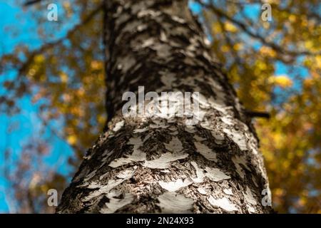 Herbstbirke mit weißen Rindendetails und gelben goldenen Blättern am blauen Himmel. Nahaufnahme des natürlichen Waldes mit unscharfem Hintergrund Stockfoto