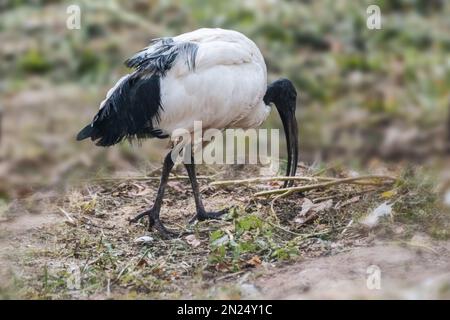 Madagassischer heiliger schwarz-weißer ibis Vogel, Threskiornis bernieri, auf der Suche nach Speisen vor Ort mit verschwommenem Hintergrund Stockfoto