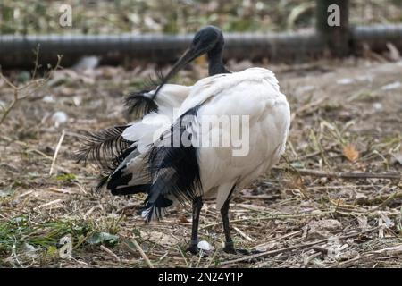 Madagassischer heiliger schwarz-weißer Ibis Vogel, Threskiornis bernieri, reinigt Federn in Volieren im Zoo Stockfoto