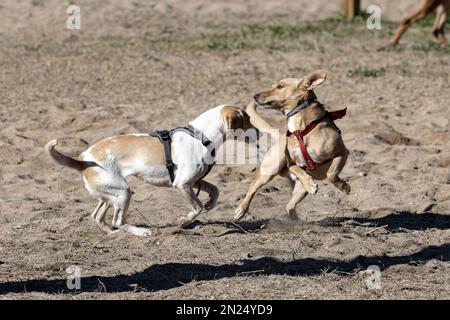 Bilder von zwei Hunden, die spielen und über einen Sandboden springen Stockfoto