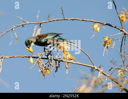 TUI-Nektar-Fütterung an gelben Blüten des Kowhai-Baumes Stockfoto
