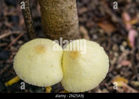 Blütentopf Sonnenschirmpilze oder Pilze von gemäßigten bis tropischen Regionen. Stockfoto