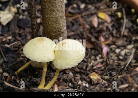 Blütentopf Sonnenschirmpilze oder Pilze von gemäßigten bis tropischen Regionen. Stockfoto