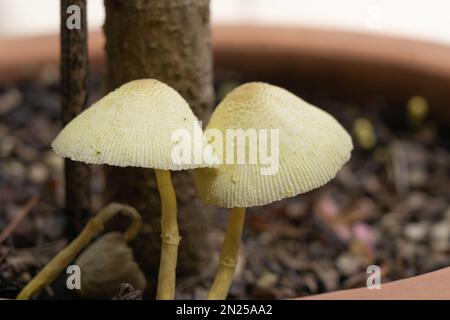 Blütentopf Sonnenschirmpilze oder Pilze von gemäßigten bis tropischen Regionen. Stockfoto