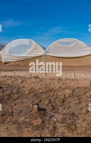 Getreidetunnel, auch als „Hoop Houses“, „Polyhouses“ und „Polytunnels“ bezeichnet, außerhalb von Brawley, Kalifornien, in der Nähe der Salton Sea. Stockfoto