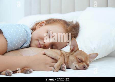 Kleines Mädchen mit ihrem Chihuahua Hund im Bett. Haustier aus der Kindheit Stockfoto