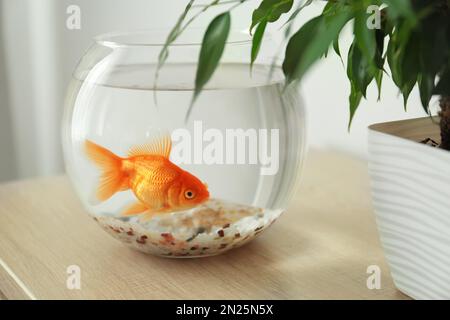 Wunderschöne helle kleine Goldfische in rundem Glasaquarium auf Holztisch im Innenbereich Stockfoto