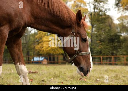 Pferd mit Zauber im Park am Herbsttag Stockfoto