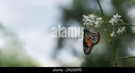 Monarch, Danaus Plexippus, ein gewöhnlicher Schmetterling in Australien, Flügel geschlossen, verschwommener Hintergrund. Stockfoto