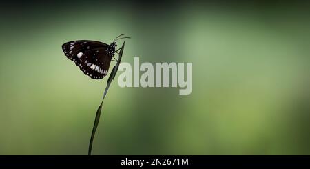 Euploea Core, die gewöhnliche Krähe, ein gewöhnlicher Schmetterling, der in Südasien und Australien gefunden wurde, verschwommener Hintergrund. Stockfoto