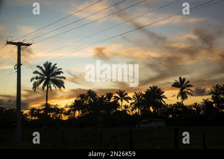 Silhouette von Bäumen und Stromleitungen bei Sonnenuntergang. Dramatischer Himmel. Stockfoto