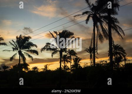 Silhouette von Bäumen und Stromleitungen bei Sonnenuntergang. Dramatischer Himmel. Stockfoto