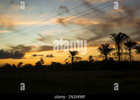 Silhouette von Bäumen und Stromleitungen bei Sonnenuntergang. Dramatischer Himmel. Stockfoto