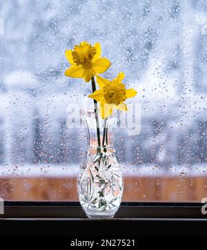 Zwei gelbe Narzissen in einer Kristallvase sitzen auf einem Vorsprung an einem Fenster, das mit Wassertropfen von einem nassen Frühlings-Schneesturm gespickt ist, der sich draußen abspielt. Stockfoto