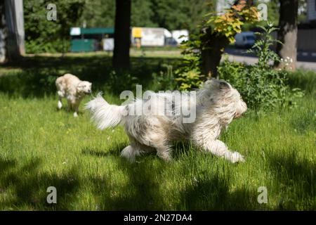 Der Hund rennt auf dem Gras. Ein Tier auf dem Weg. Haustier auf der Straße. Hund in Bewegung. Hundeleben. Stockfoto