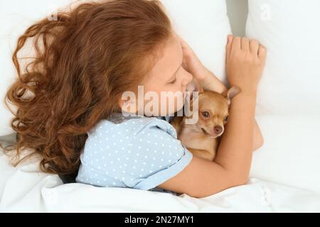 Kleines Mädchen mit ihrem Chihuahua Hund im Bett, Draufsicht. Haustier aus der Kindheit Stockfoto