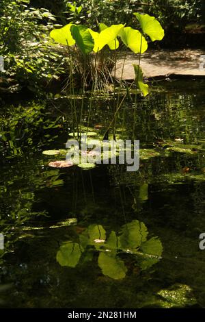 Teich im UNC Charlotte Botanical Gardens, NC, USA Stockfoto