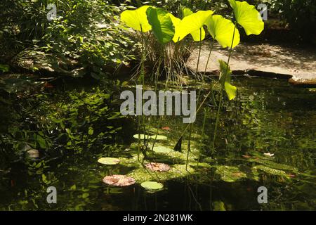 Teich im UNC Charlotte Botanical Gardens, NC, USA Stockfoto