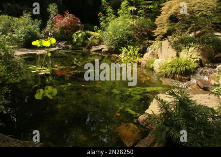 Teich im UNC Charlotte Botanical Gardens, NC, USA Stockfoto