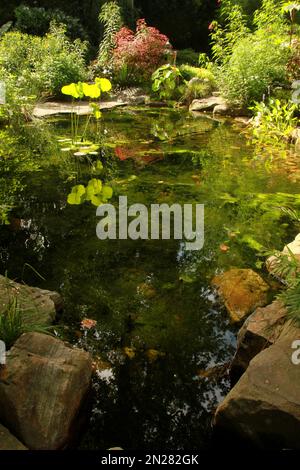 Teich im UNC Charlotte Botanical Gardens, NC, USA Stockfoto