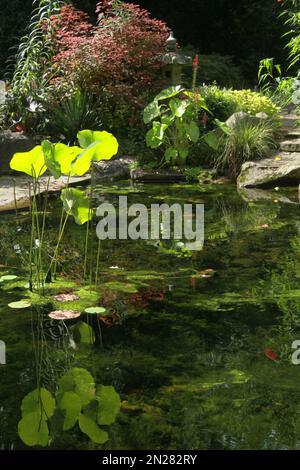 Teich im UNC Charlotte Botanical Gardens, NC, USA Stockfoto