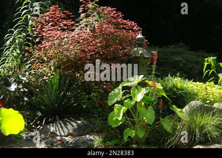 Pflanzen rund um den Teich in den UNC Charlotte Botanical Gardens, NC, USA Stockfoto